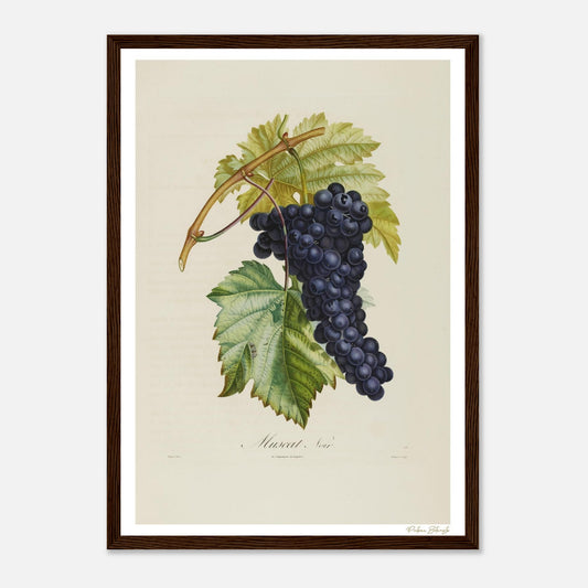 Affiche Botanique Raisin Muscat Noir - format A3, cadre bois