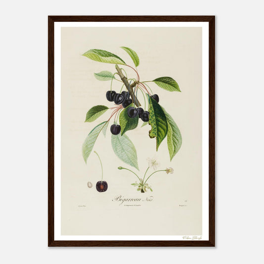 Affiche Botanique Cerise Bigarreau Noir - format A3, cadre bois
