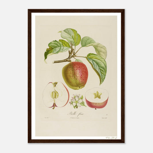 Affiche Botanique Pomme Belle-Fleur - format A3, cadre bois