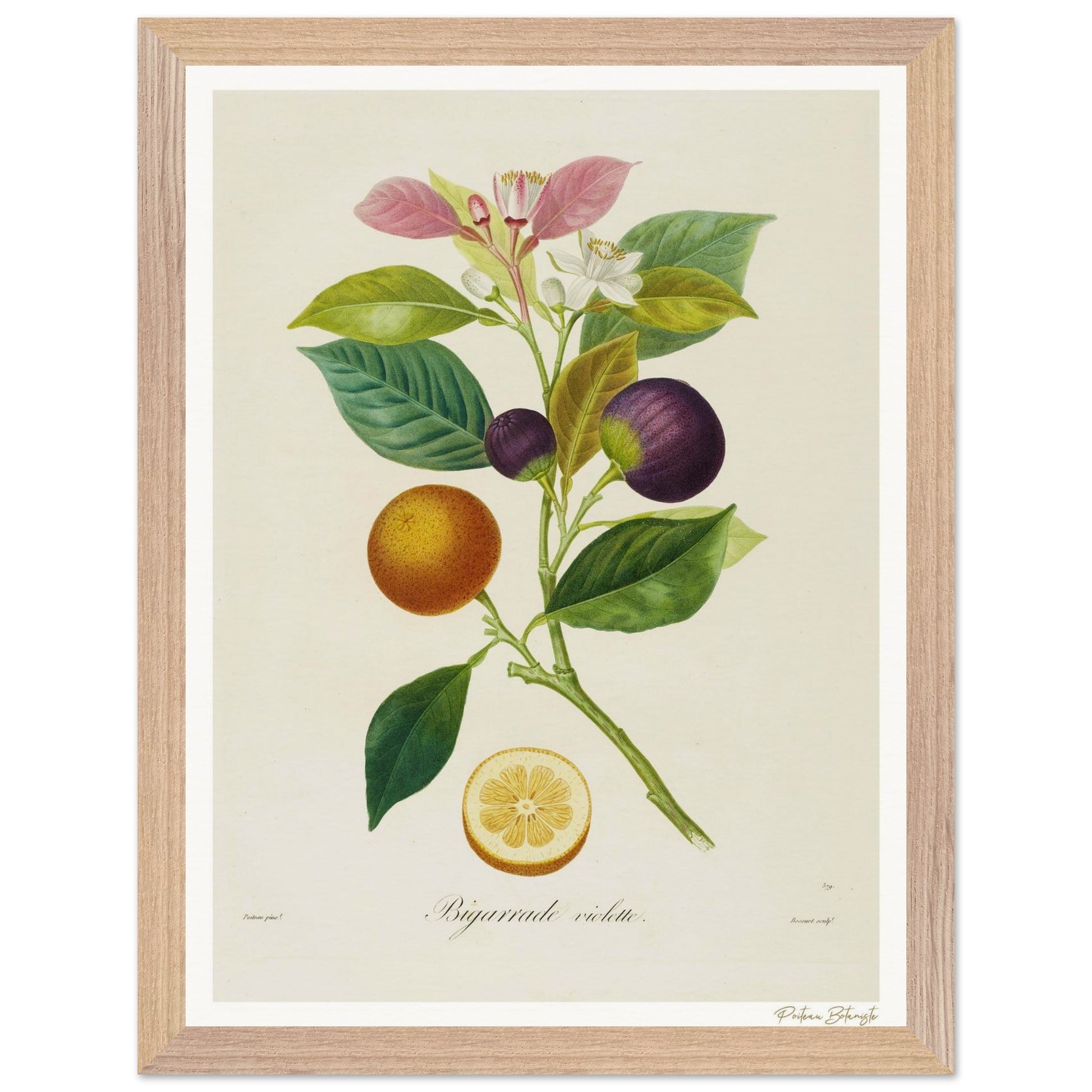 Affiche Botanique Orange Bigarrade Violette - 30x40cm, cadre bois premium