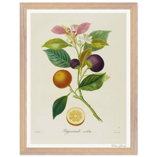 Affiche Botanique Orange Bigarrade Violette - 30x40cm, cadre bois premium