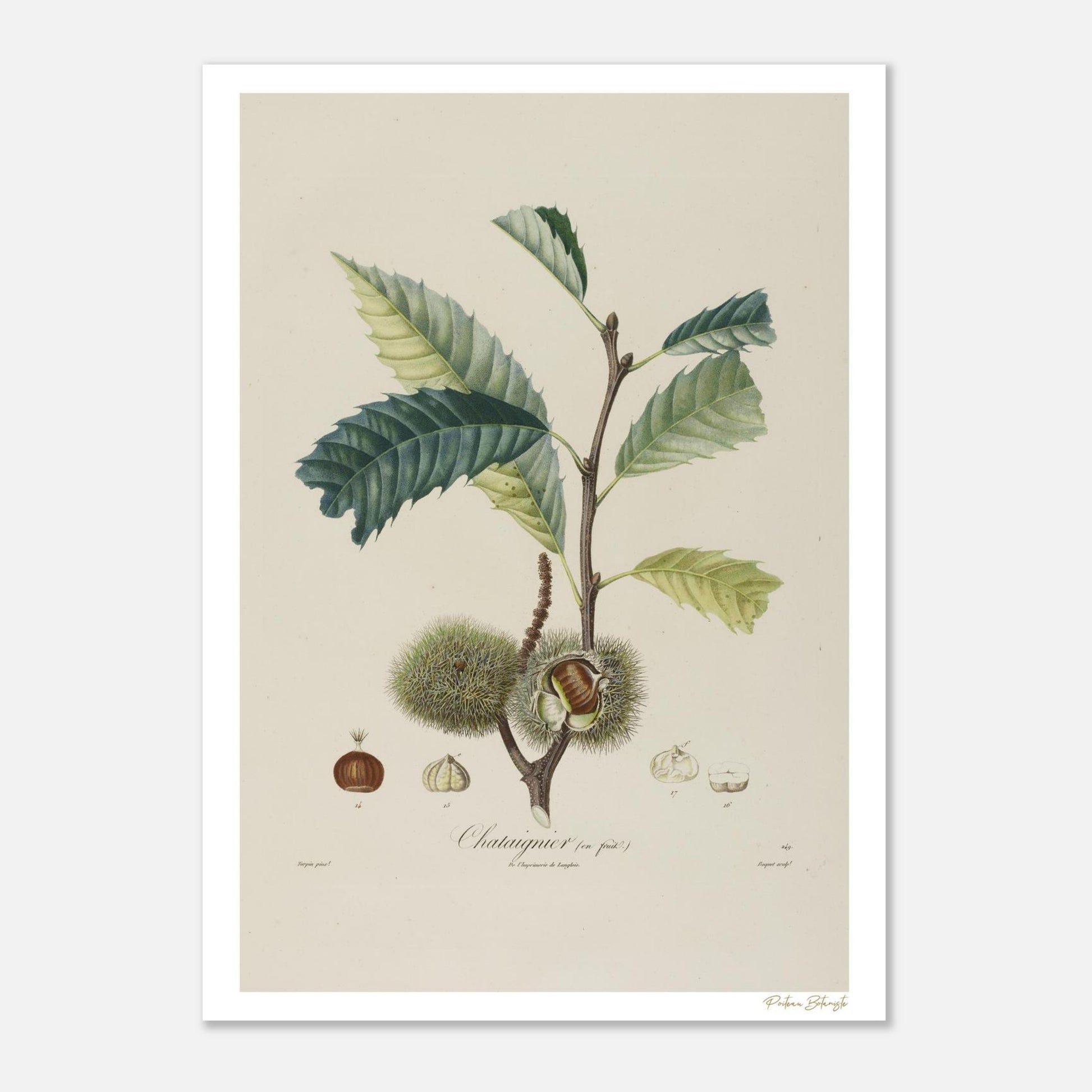 Planche botanique du Châtaignier commun, Castanea vulgaris. Impression Fine Art 50×70 cm. Illustration naturaliste du XIXe siècle.