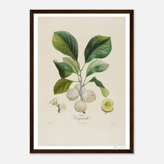 Affiche Botanique Prune Virginale - format A3, cadre bois