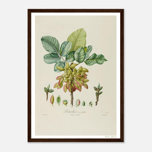 Affiche Botanique Pistachier commun - format A3, cadre bois