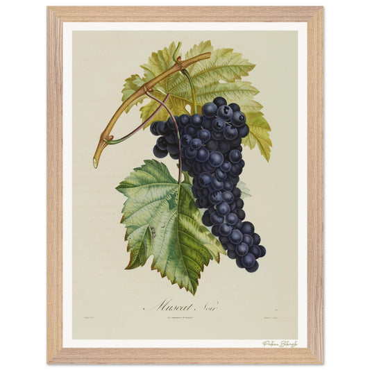 Affiche Botanique Raisin Muscat Noir - 30x40cm, cadre bois premium