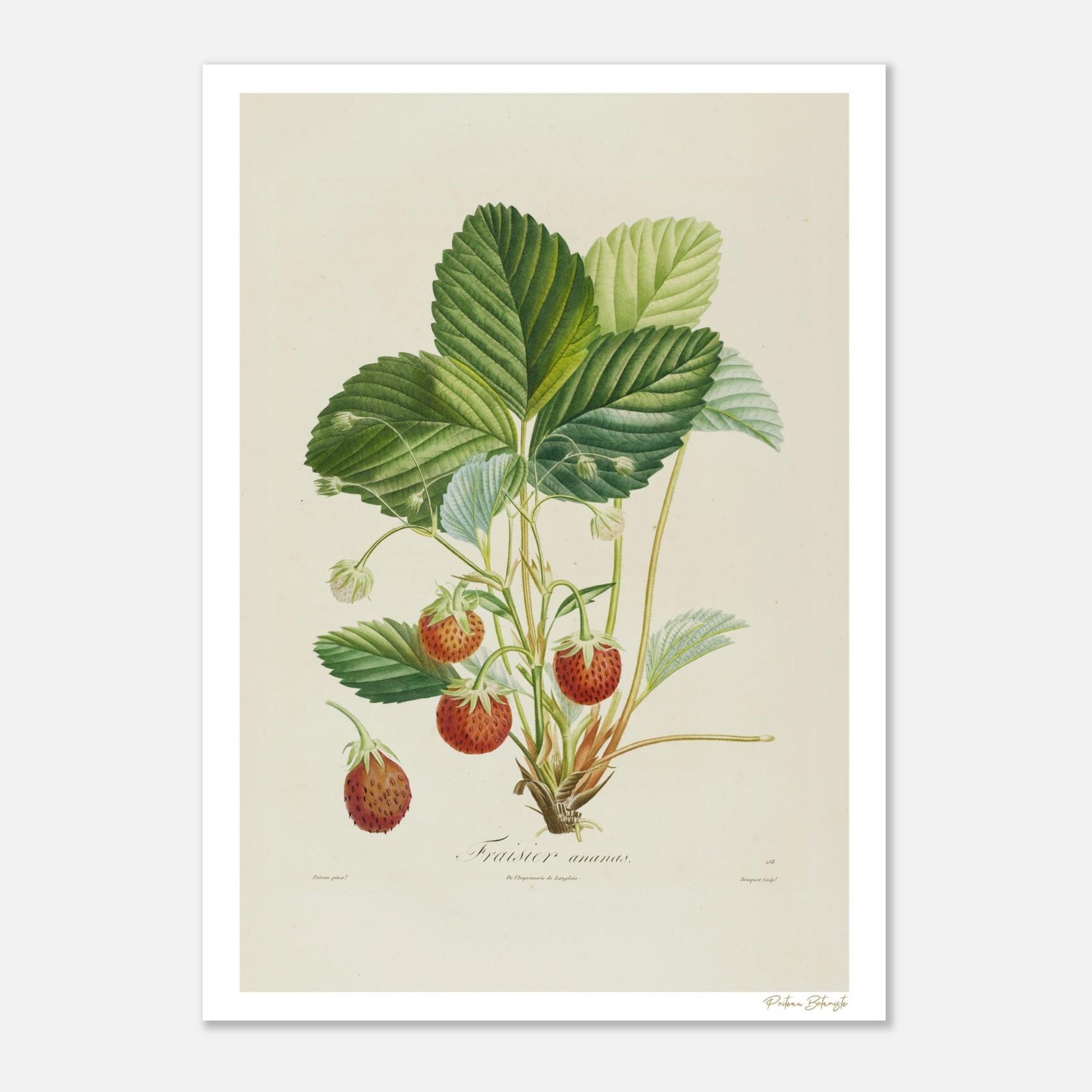 Planche botanique Fraise Ananas extraite du Traité des Arbres Fruitiers de Poiteau. Impression Fine Art 50×70 cm, art botanique haut de gamme.