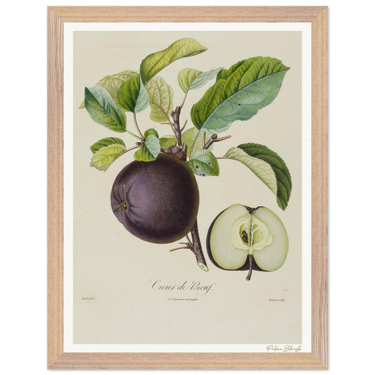 Affiche Botanique Pomme Coeur de Boeuf - 30x40cm, cadre bois premium