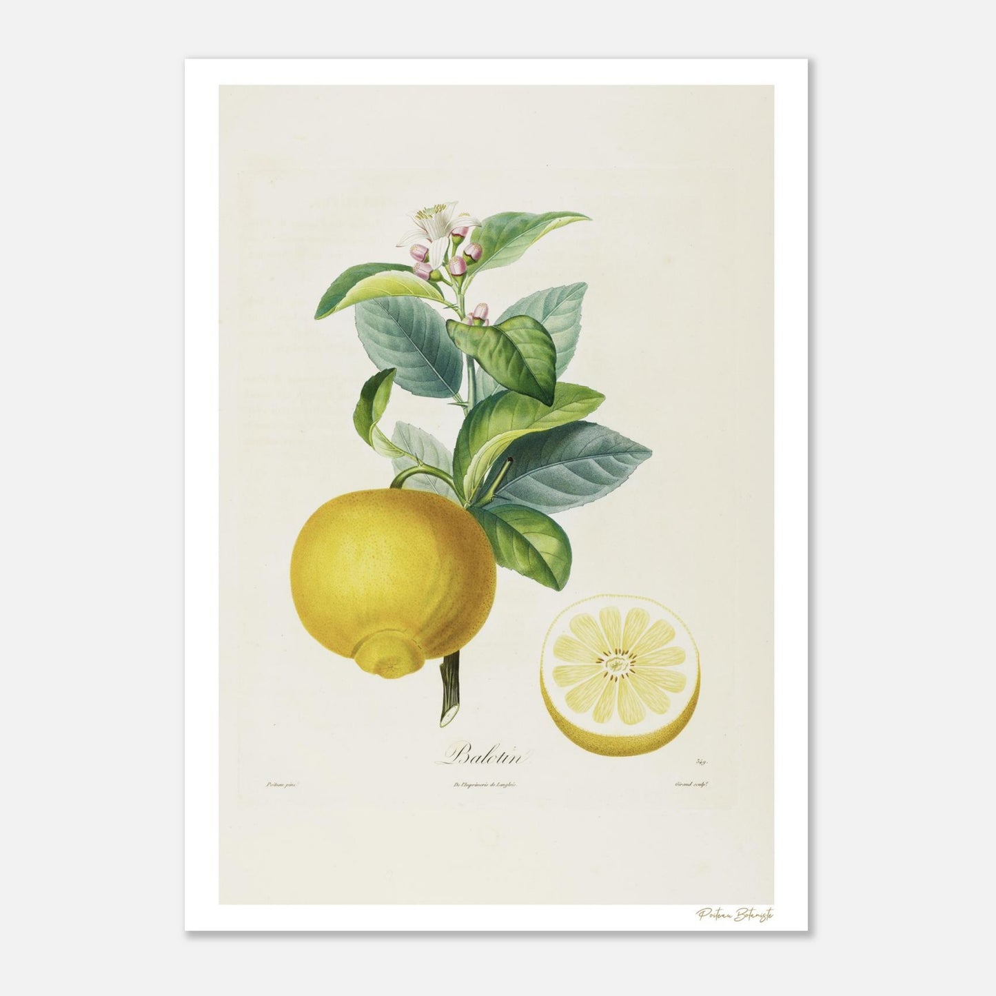 Planche botanique Fine Art 50×70 cm du Citron Balotin, fruit mythique dit « pomme d'Adam ». Tirage giclée 12 couleurs d'après Poiteau, 1807.