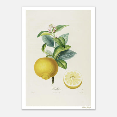 Affiche Botanique Citron Balotin - 50x70cm