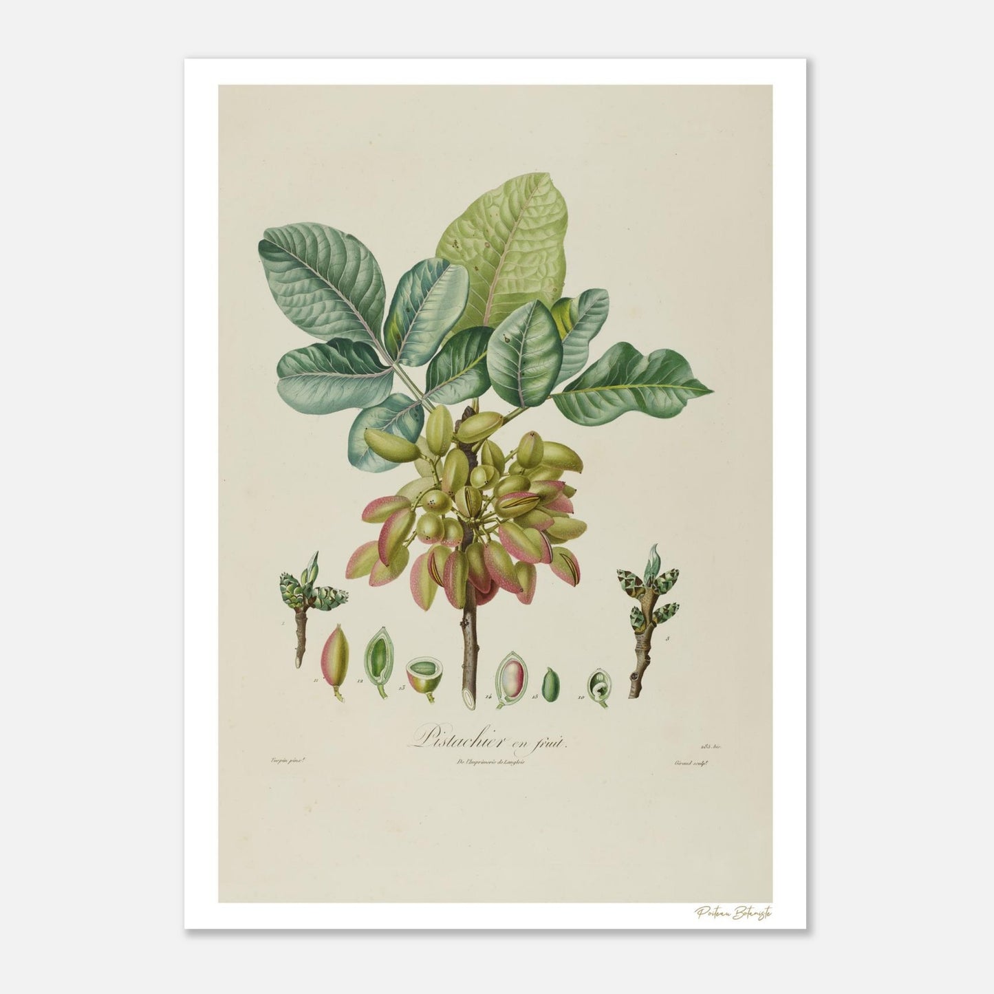 Planche botanique du Pistachier commun (Pistacia vera). Impression Fine Art 50×70 cm. Illustration naturaliste du XIXe siècle, cadeau raffiné.
