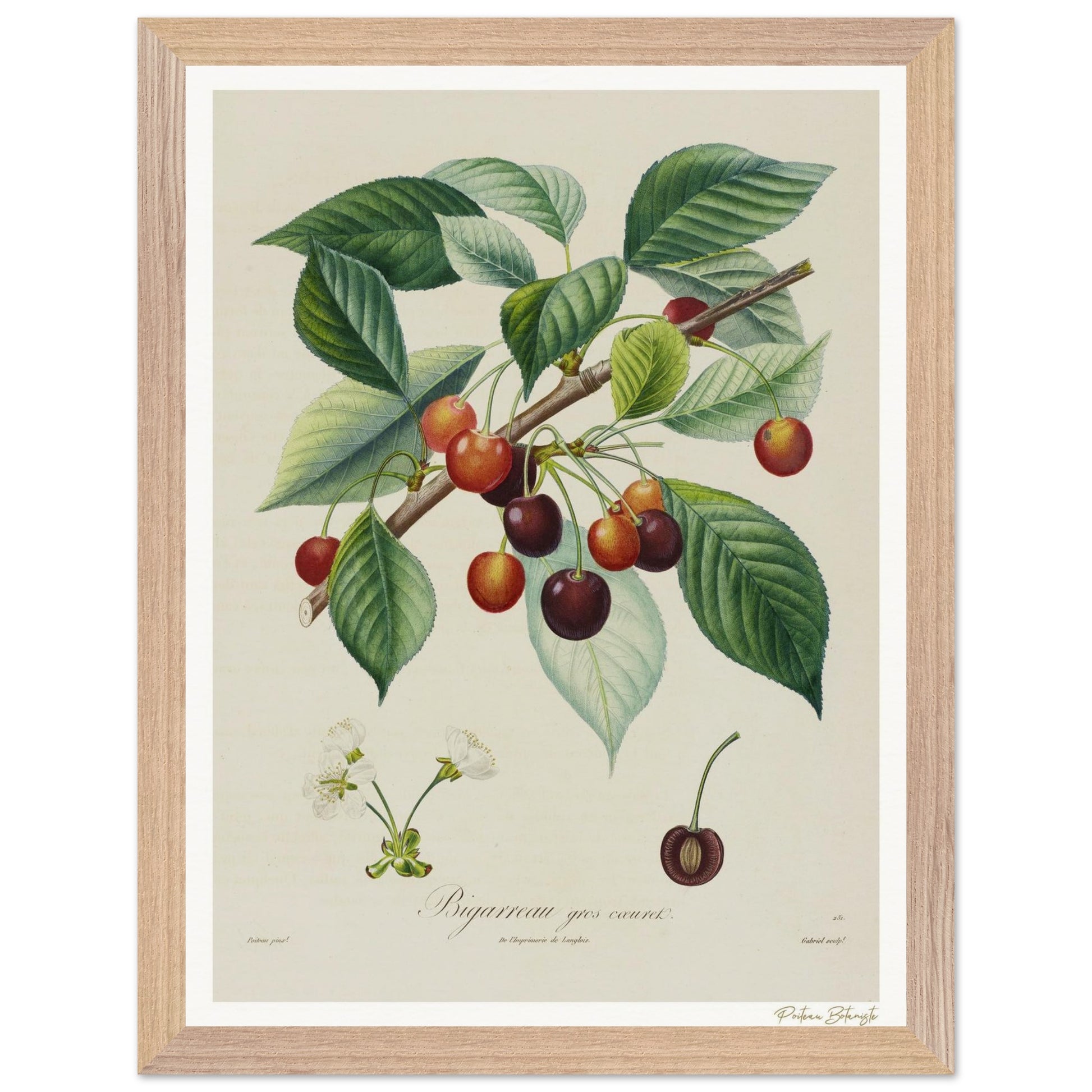 Affiche Botanique Cerise Bigarreau - 30x40cm, cadre bois premium