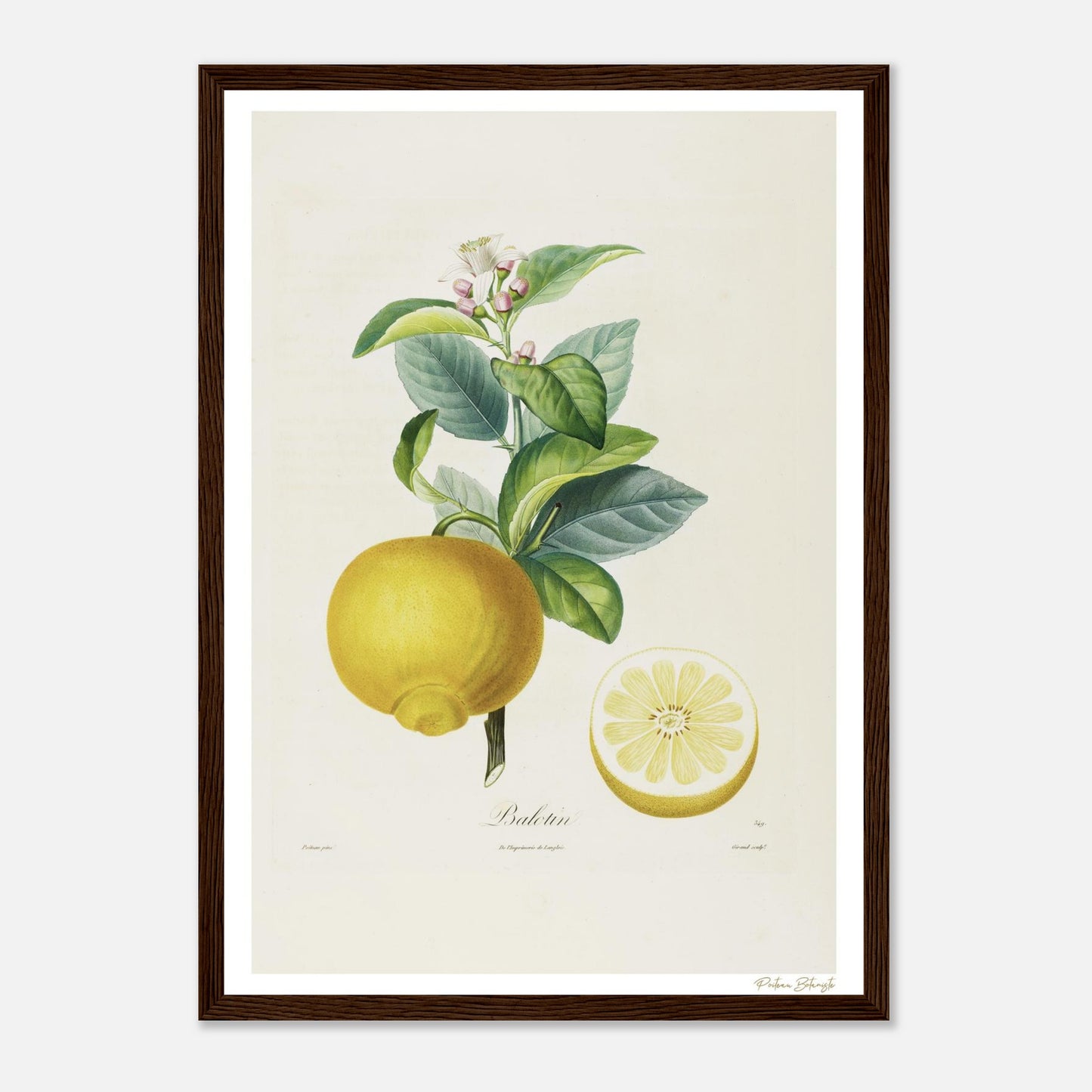 Affiche Botanique Citron Balotin - format A3, cadre bois