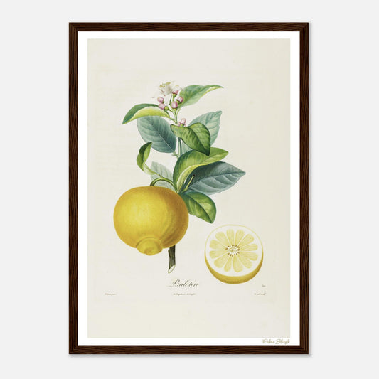 Affiche Botanique Citron Balotin - format A3, cadre bois