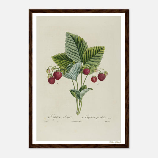 Affiche Botanique Fraise Capron Abricot Capron Framboise - format A3, cadre bois