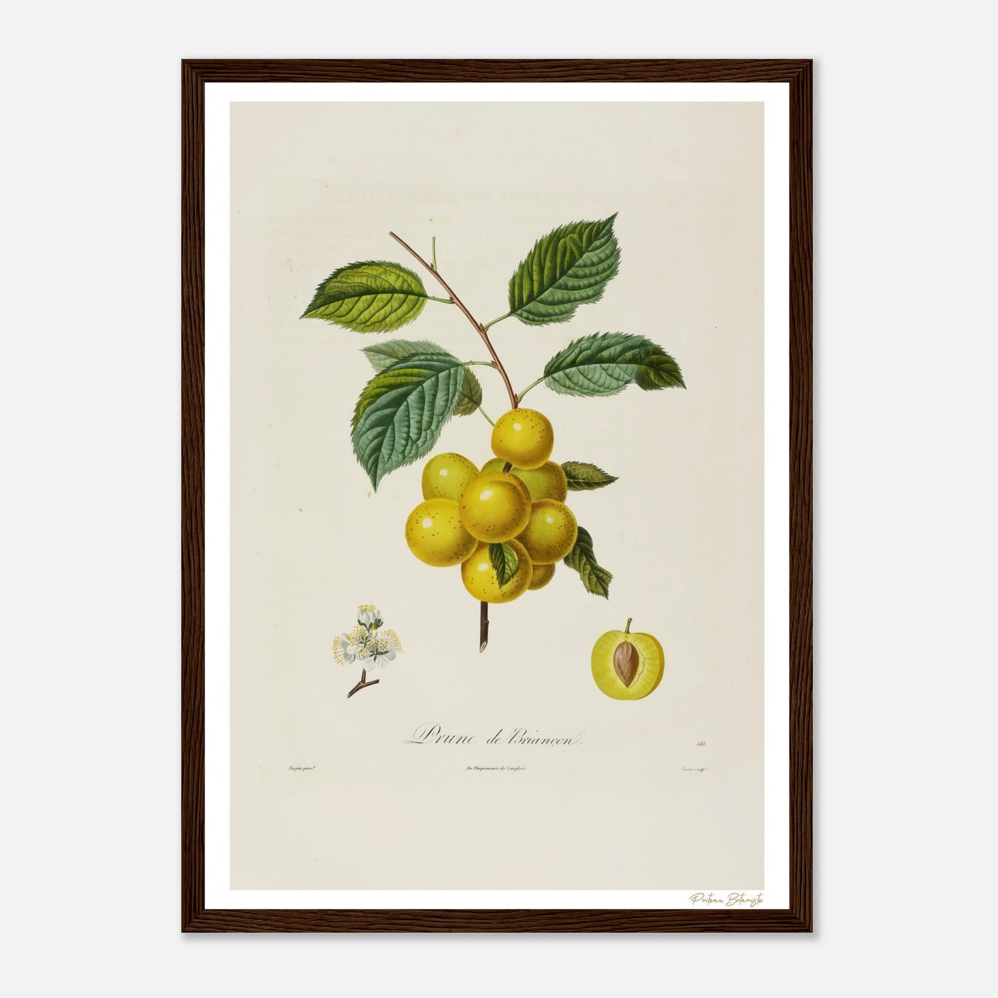 Affiche Botanique Prune de Briançon - format A3, cadre bois