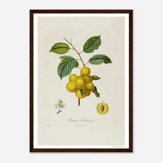 Affiche Botanique Prune de Briançon - format A3, cadre bois