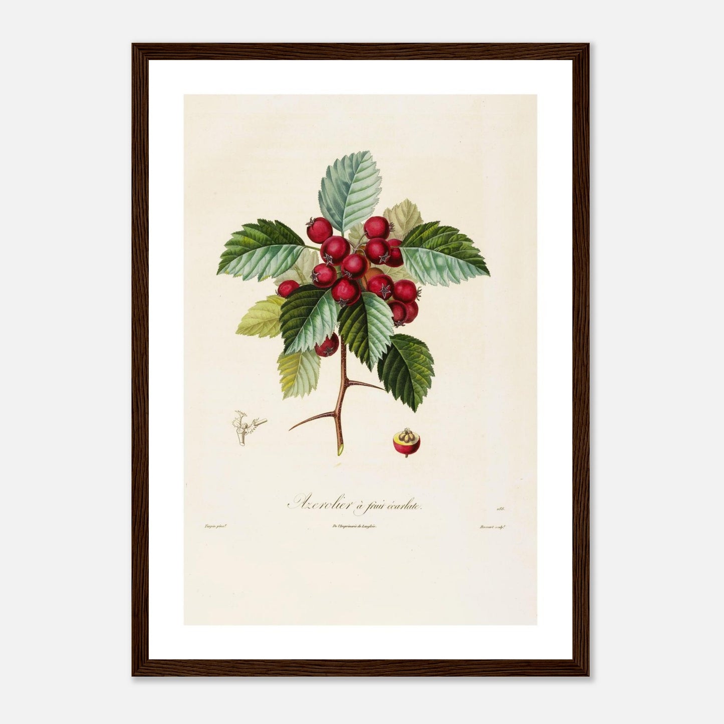 Affiche Azerolier ecarlate A3 cadre bois foncé