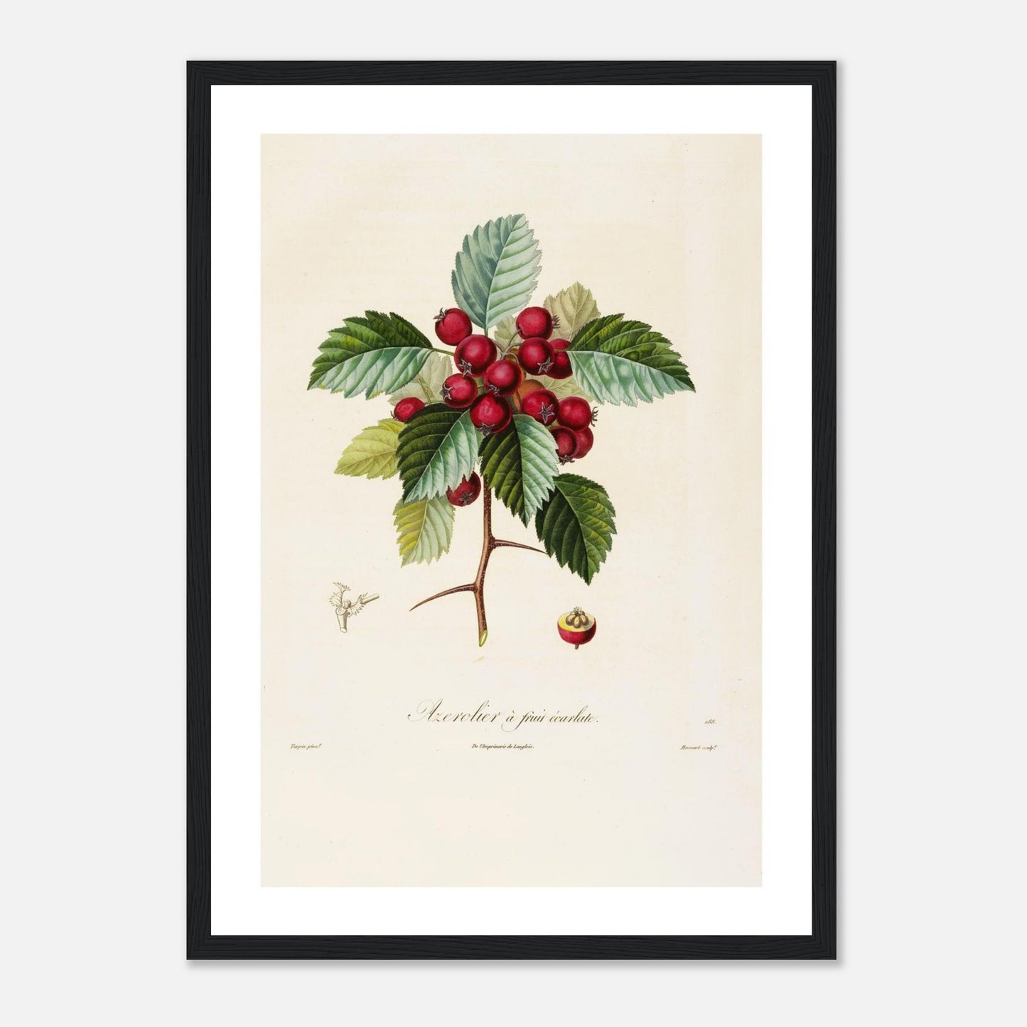 Affiche Azerolier ecarlate A3 cadre bois noir