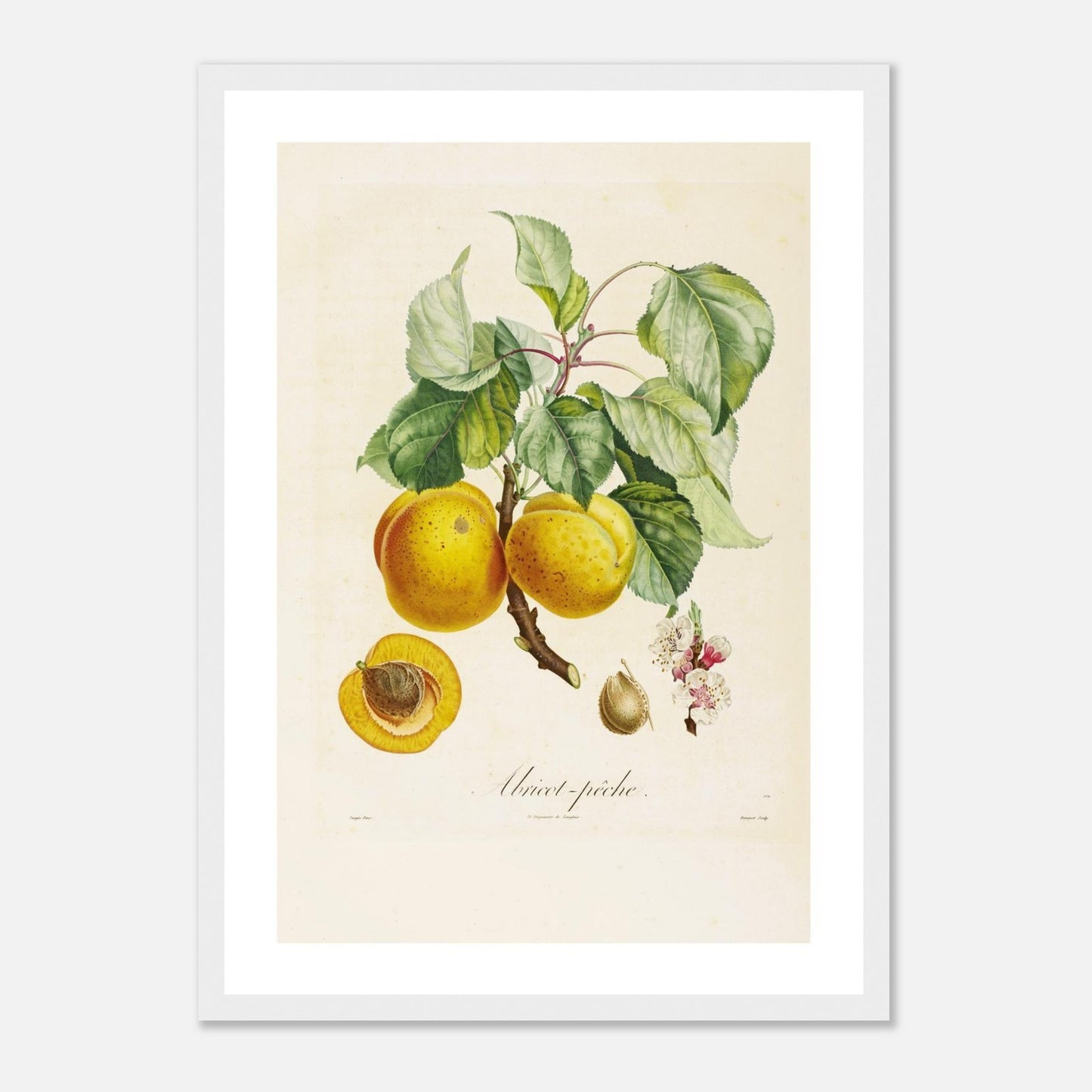 Affiche botanique Abricot Peche A3 cadre bois blanc