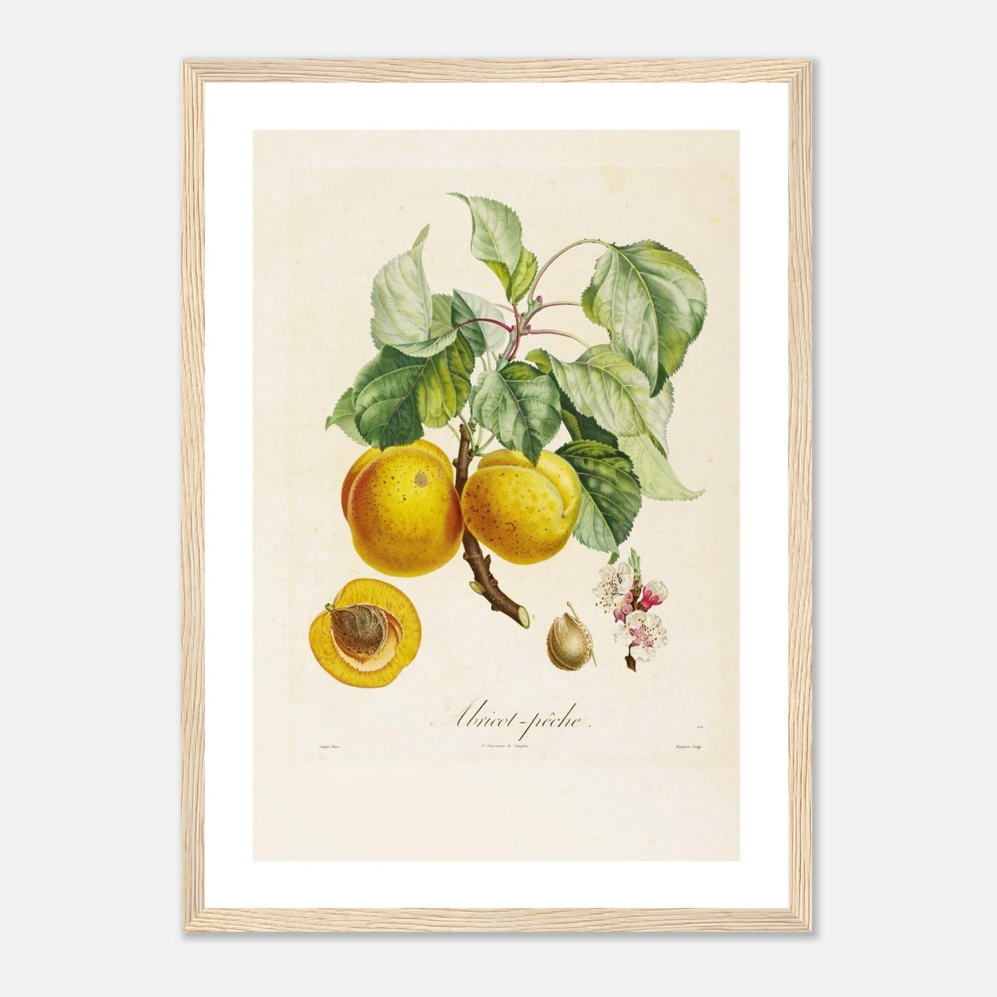 Affiche botanique Abricot Peche A3 cadre bois clair