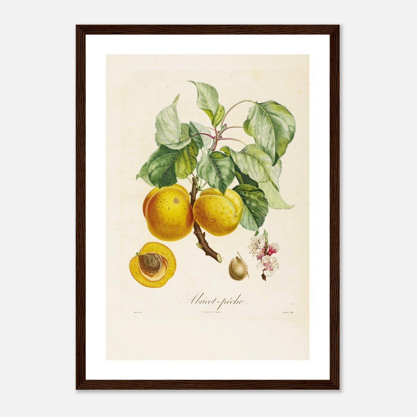 Affiche botanique Abricot Peche A3 cadre bois foncé