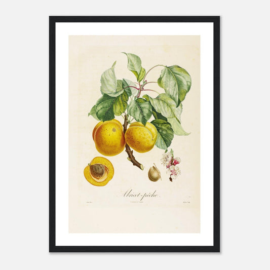Affiche botanique Abricot Peche A3 cadre bois noir