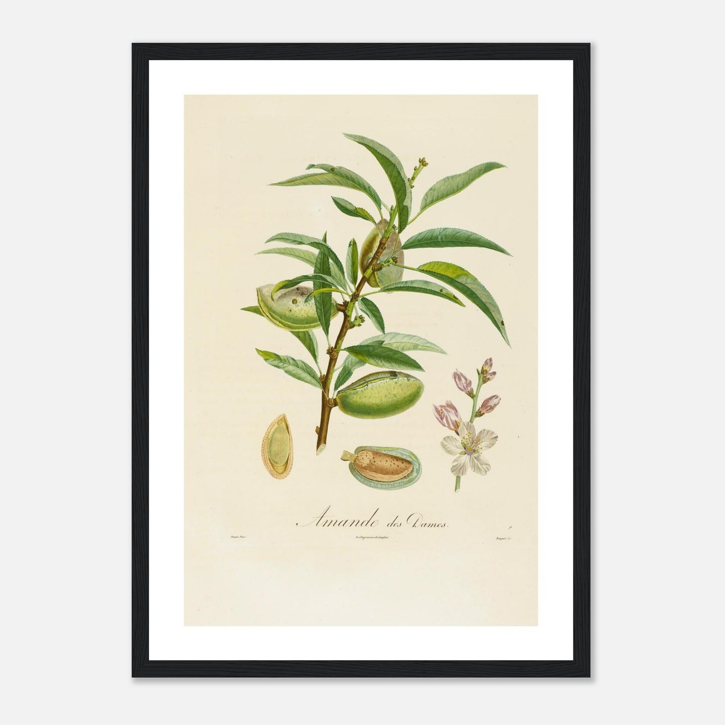Affiche botanique Amande des dames A3 cadre bois noir