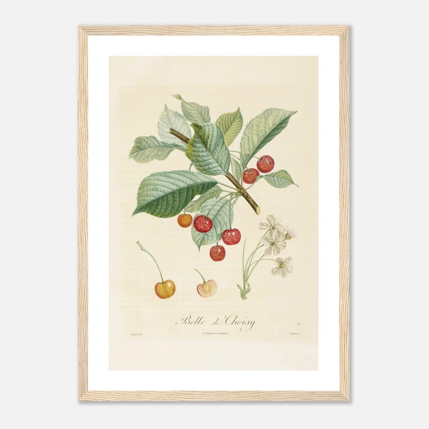 Affiche botanique Cerise Belle de Choisy A3 cadre bois clair
