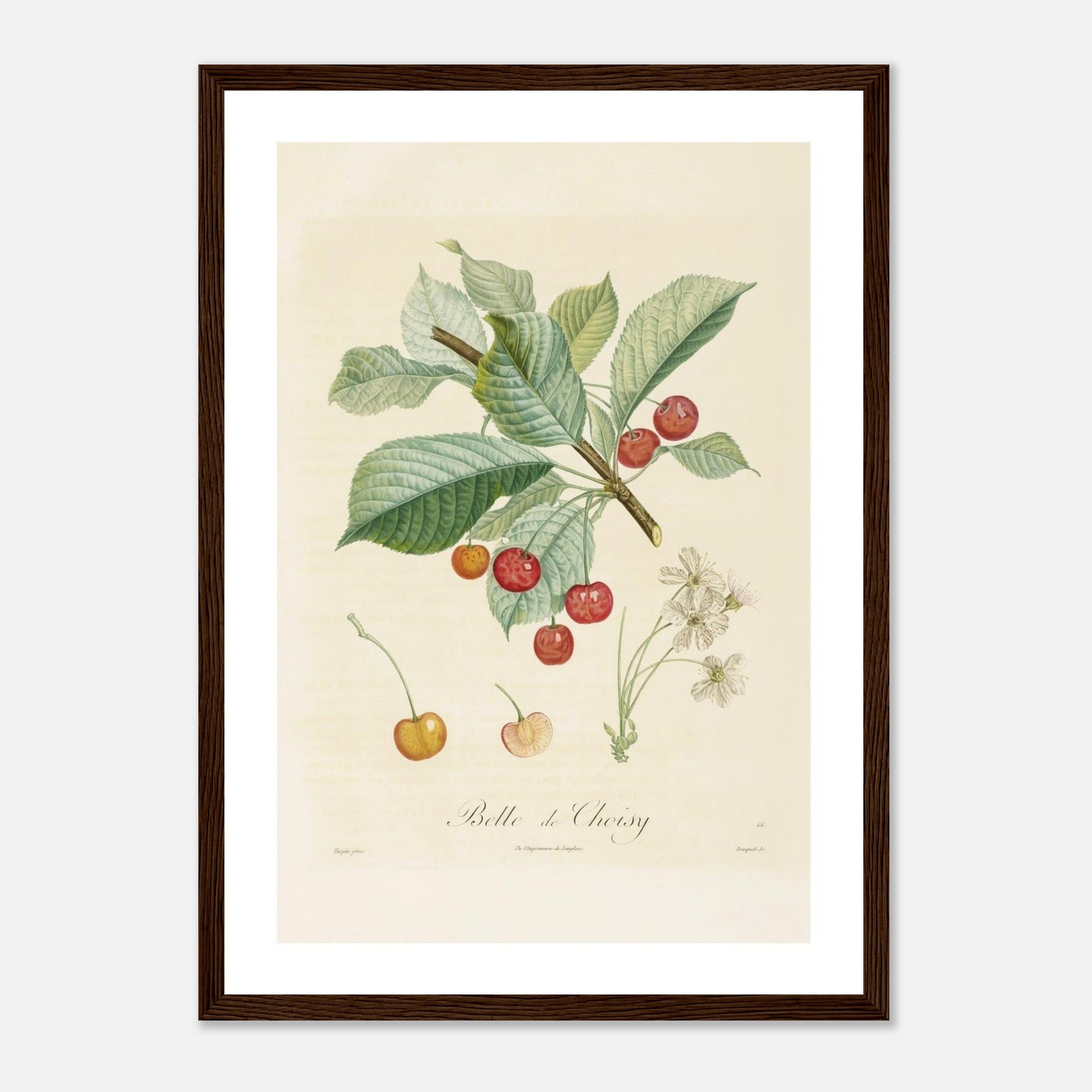Affiche botanique Cerise Belle de Choisy A3 cadre bois foncé
