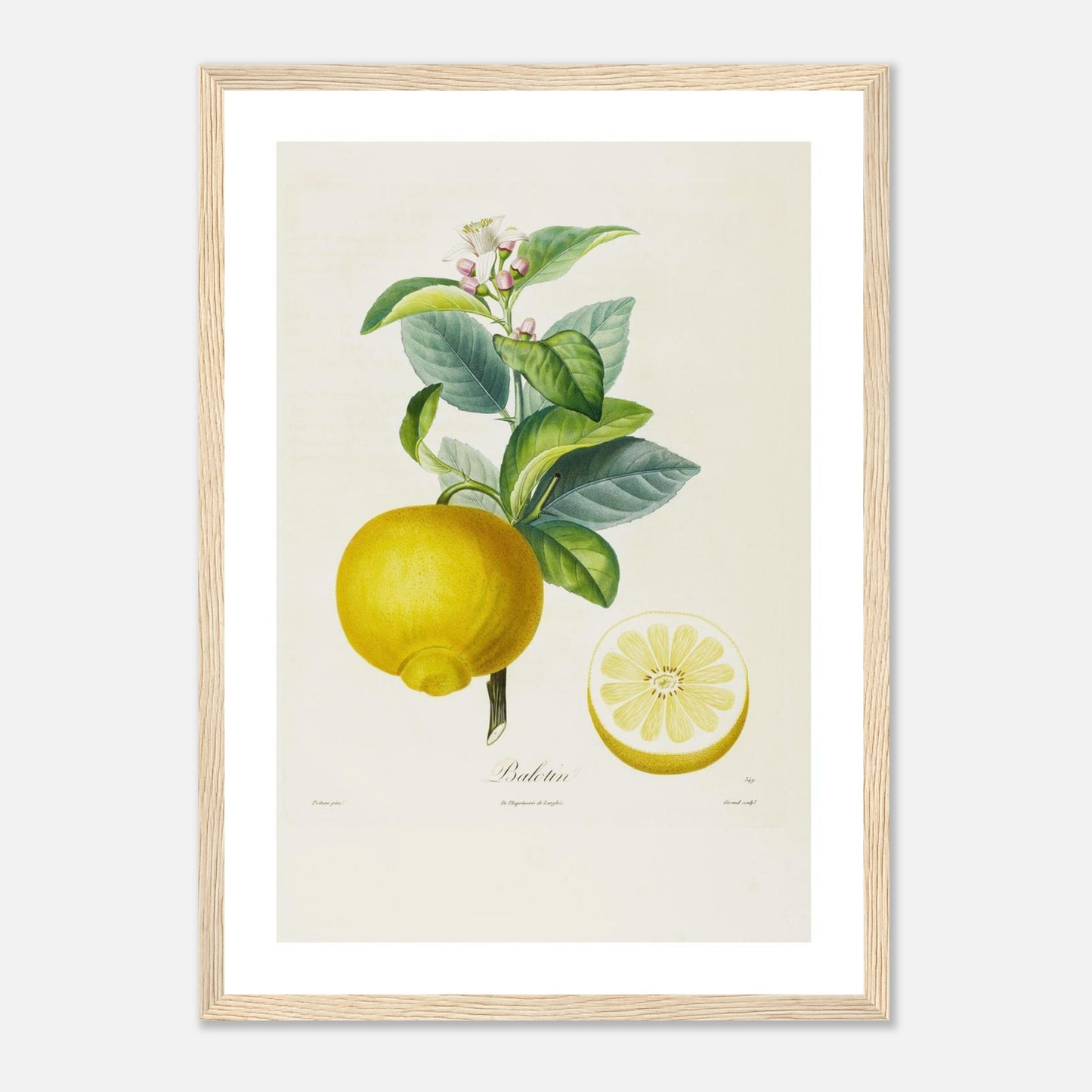 Affiche botanique Citron Balotin A3 cadre bois clair
