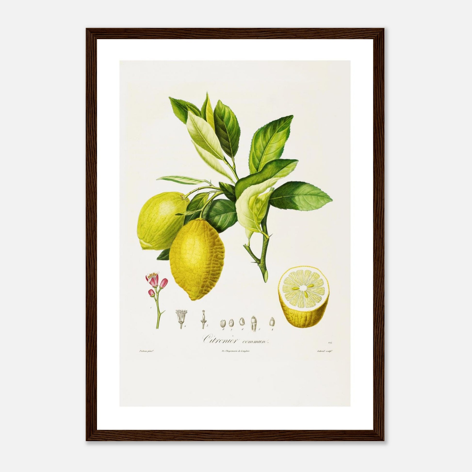 Affiche botanique Citron Commun A3 cadre bois foncé