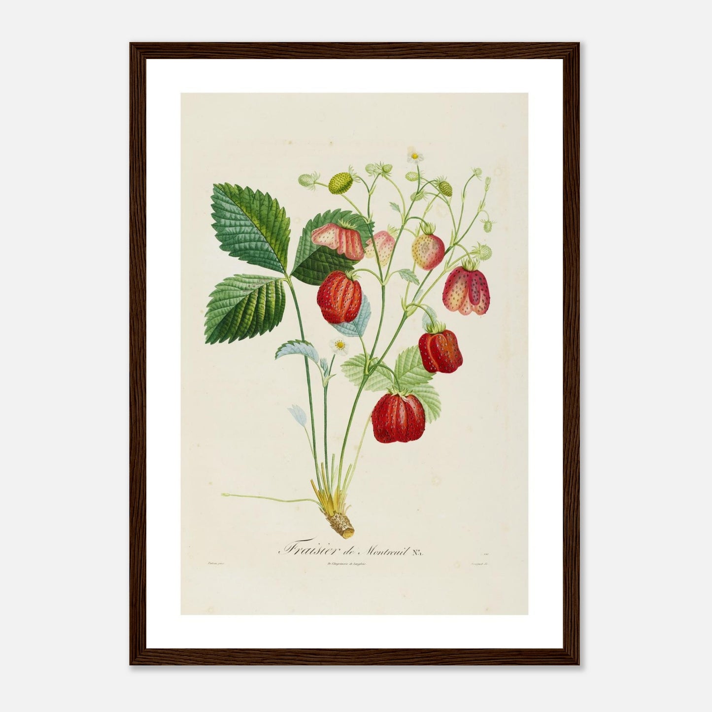 Affiche botanique Fraise de Montreuil A3 cadre bois foncé