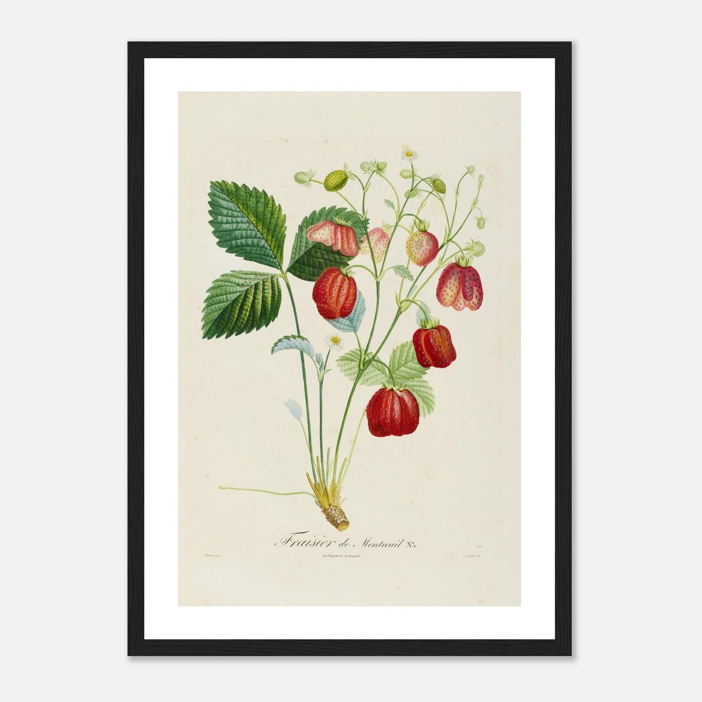 Affiche botanique Fraise de Montreuil A3 cadre bois noir