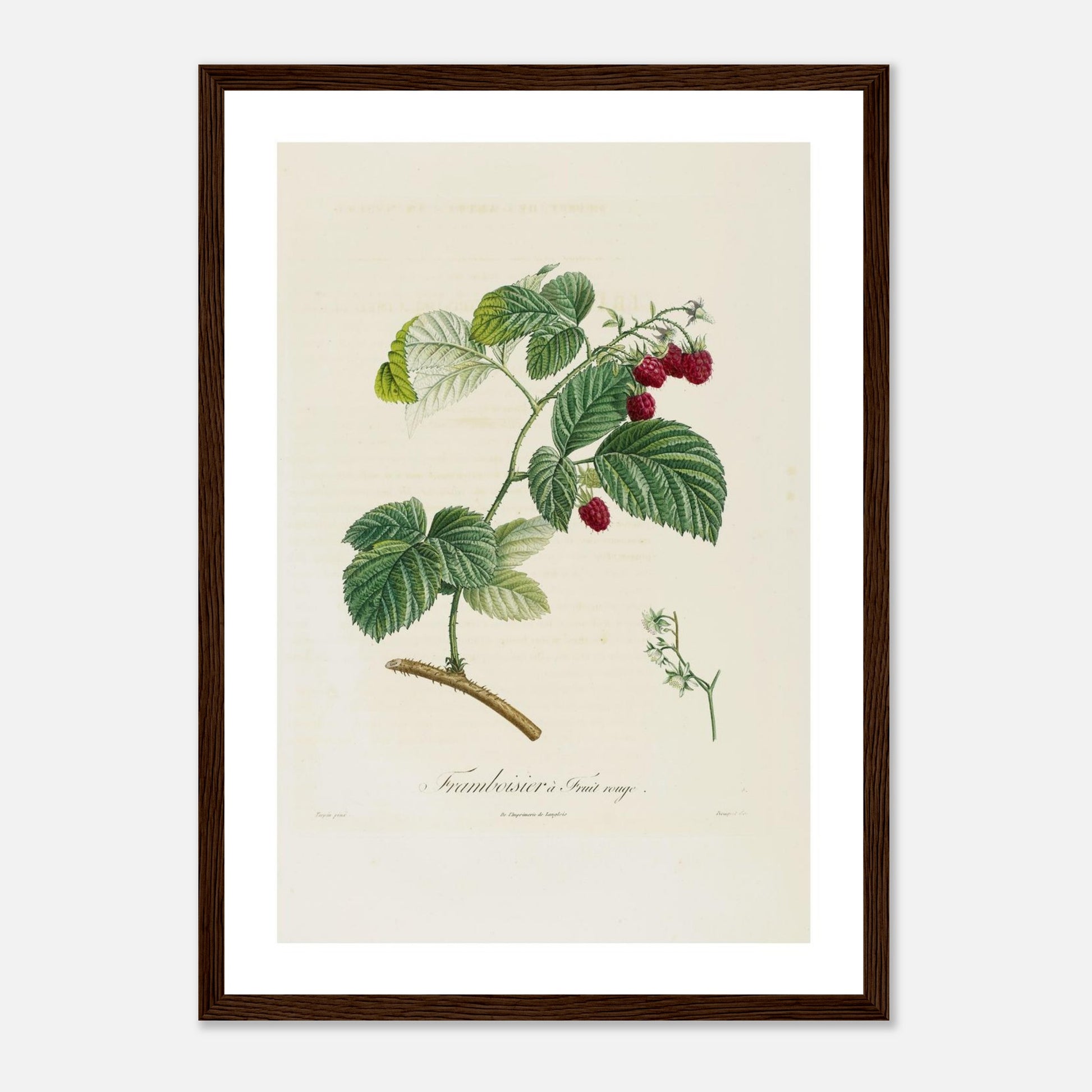 Affiche botanique Framboise à fruit rouge A3 cadre bois foncé