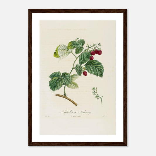 Affiche botanique Framboise à fruit rouge A3 cadre bois foncé