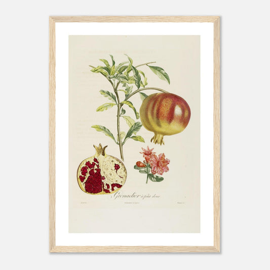 Affiche botanique Grenade à fruit doux A3 cadre bois clair
