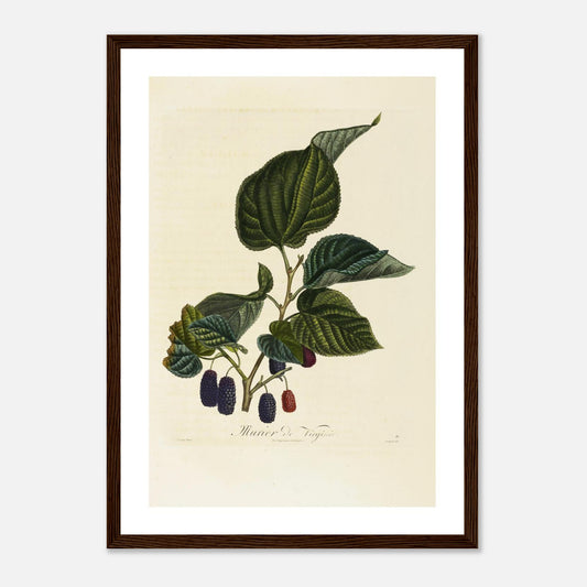Affiche botanique Mûre de Virginie A3 cadre bois foncé