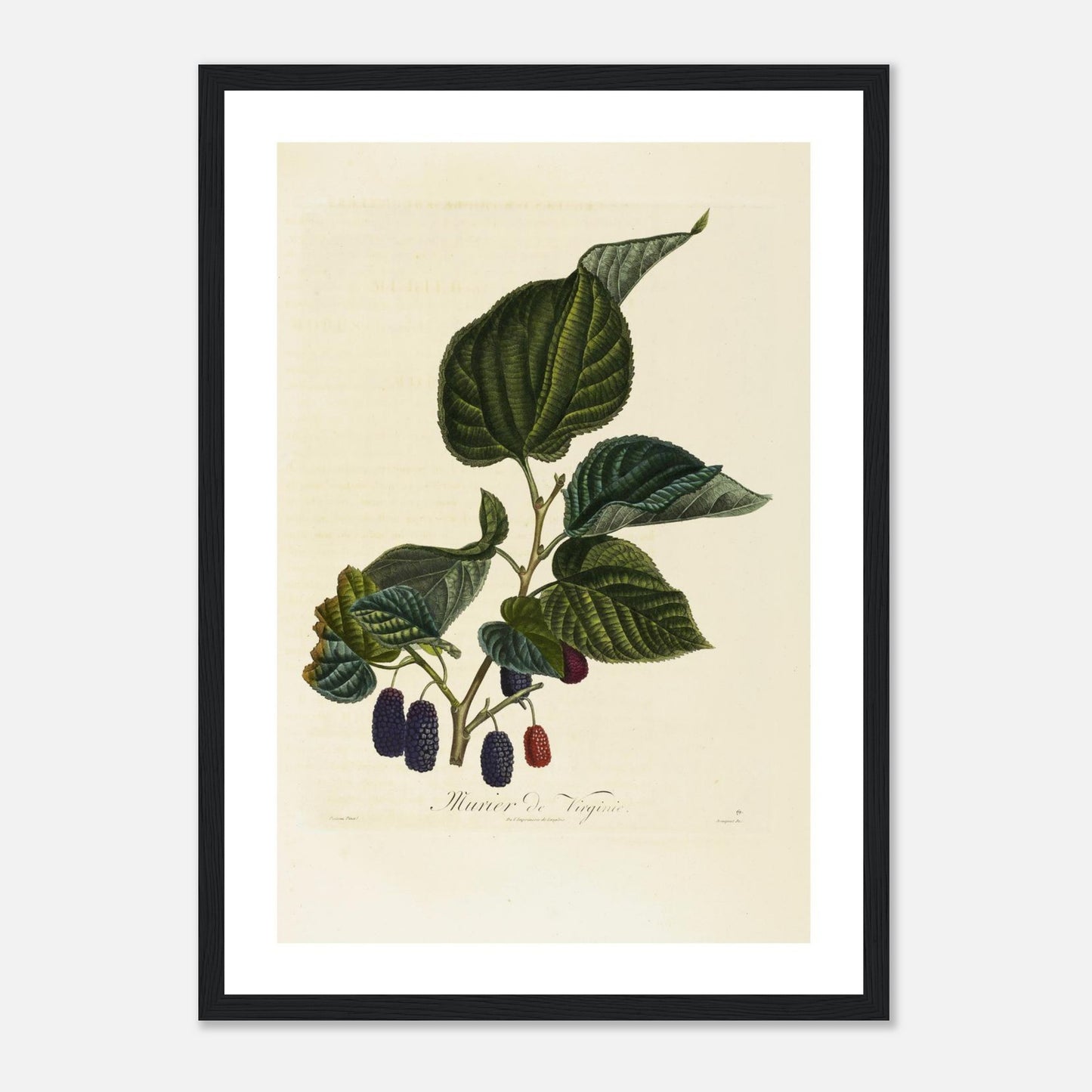 Affiche botanique Mûre de Virginie A3 cadre bois noir