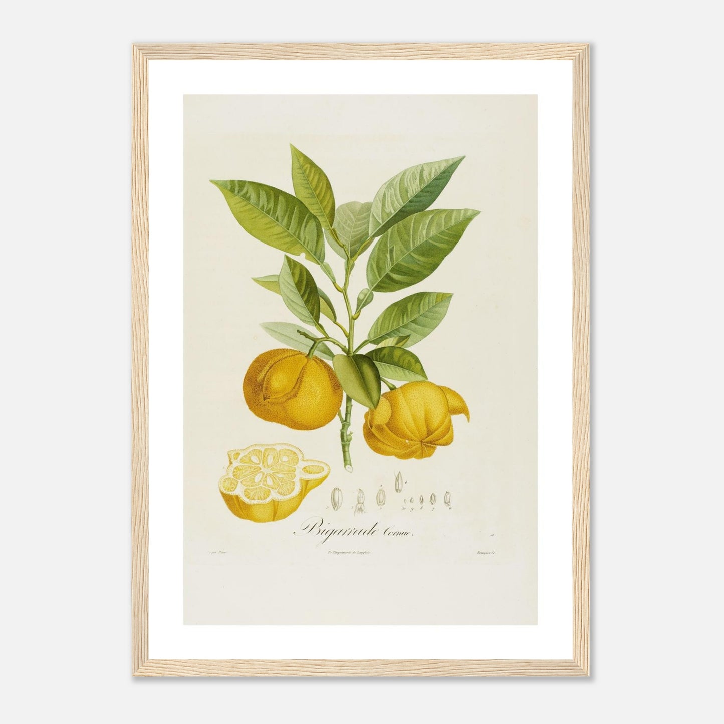 Affiche botanique Orange Bigarrade Cornue A3 cadre bois clair