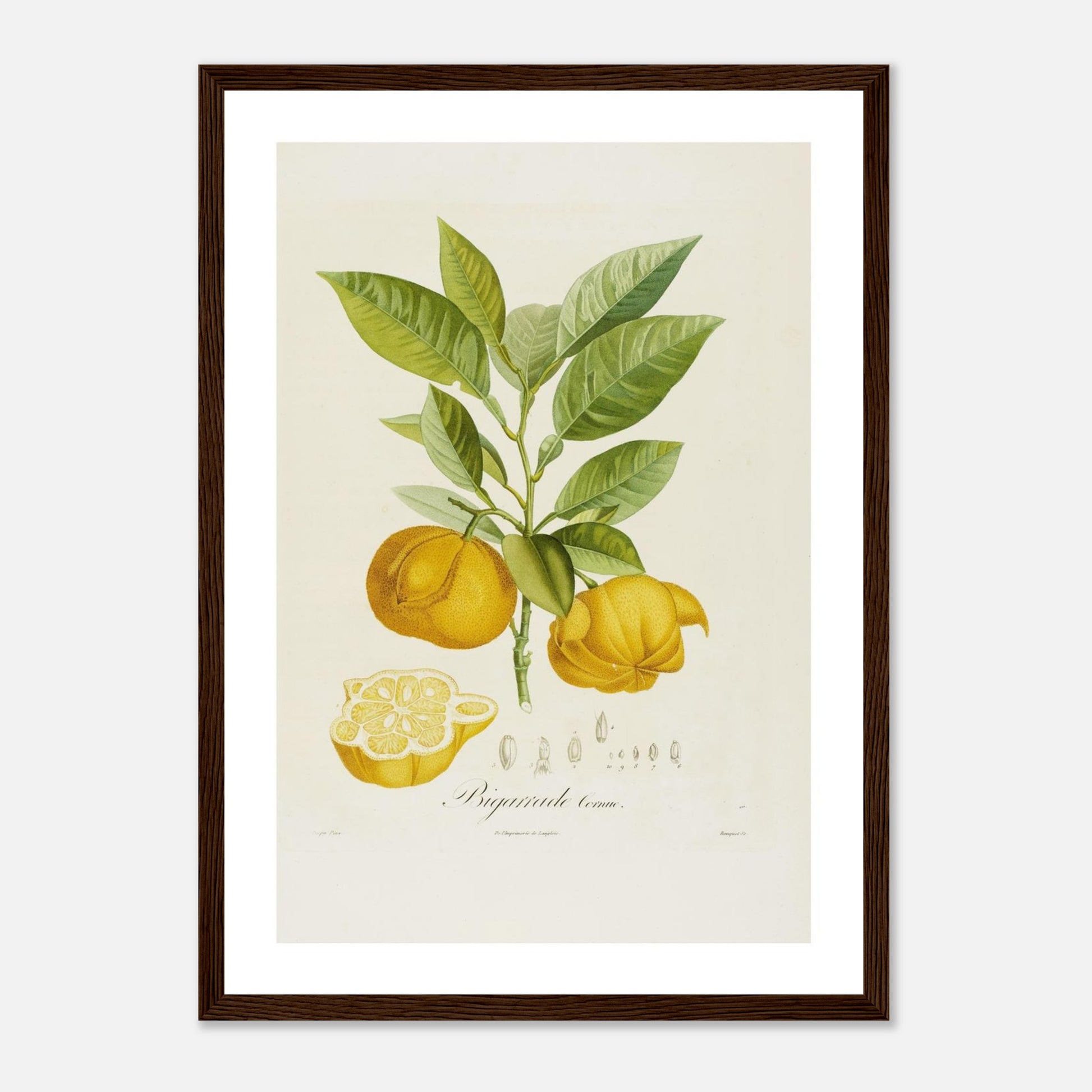 Affiche botanique Orange Bigarrade Cornue A3 cadre bois foncé