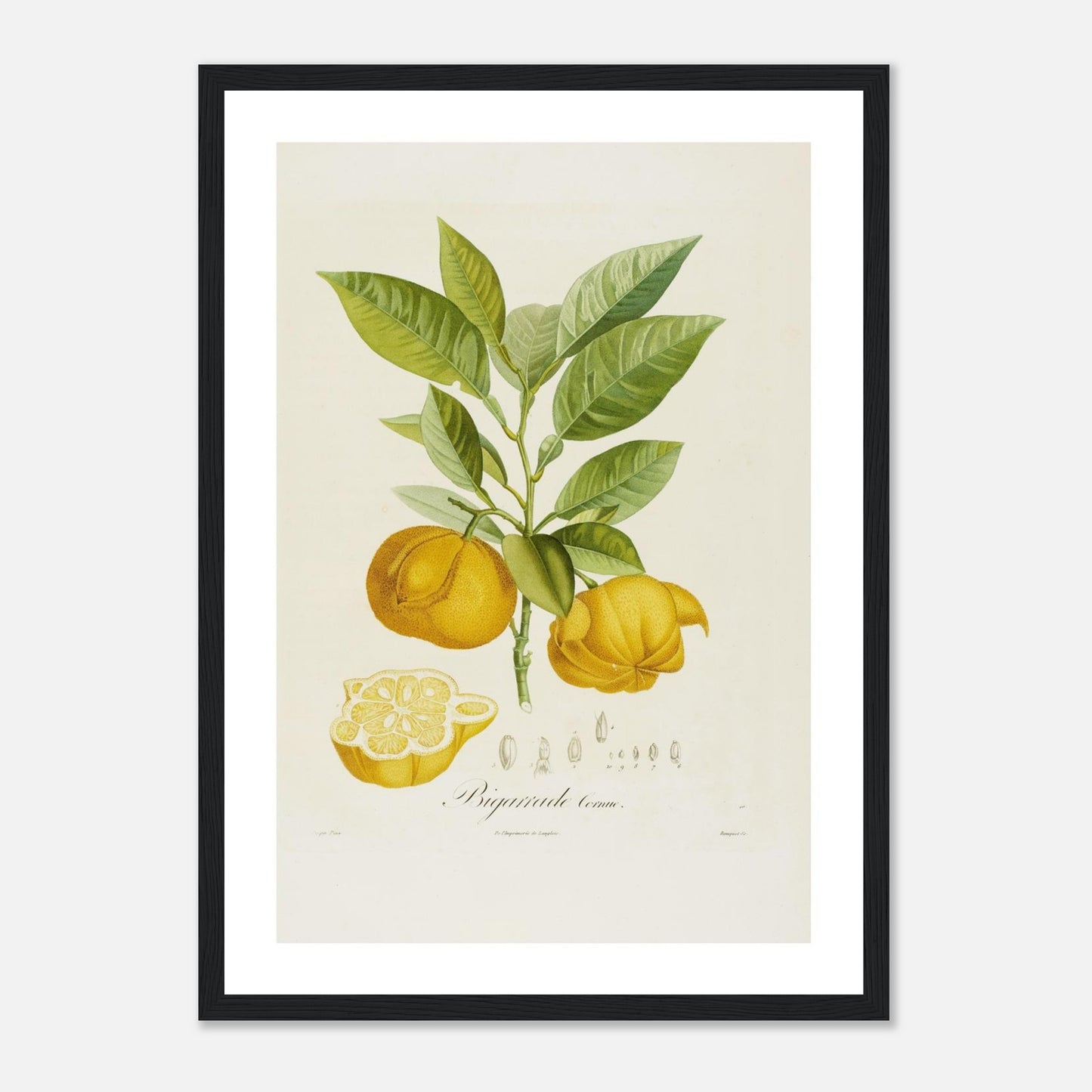 Affiche botanique Orange Bigarrade Cornue A3 cadre bois noir