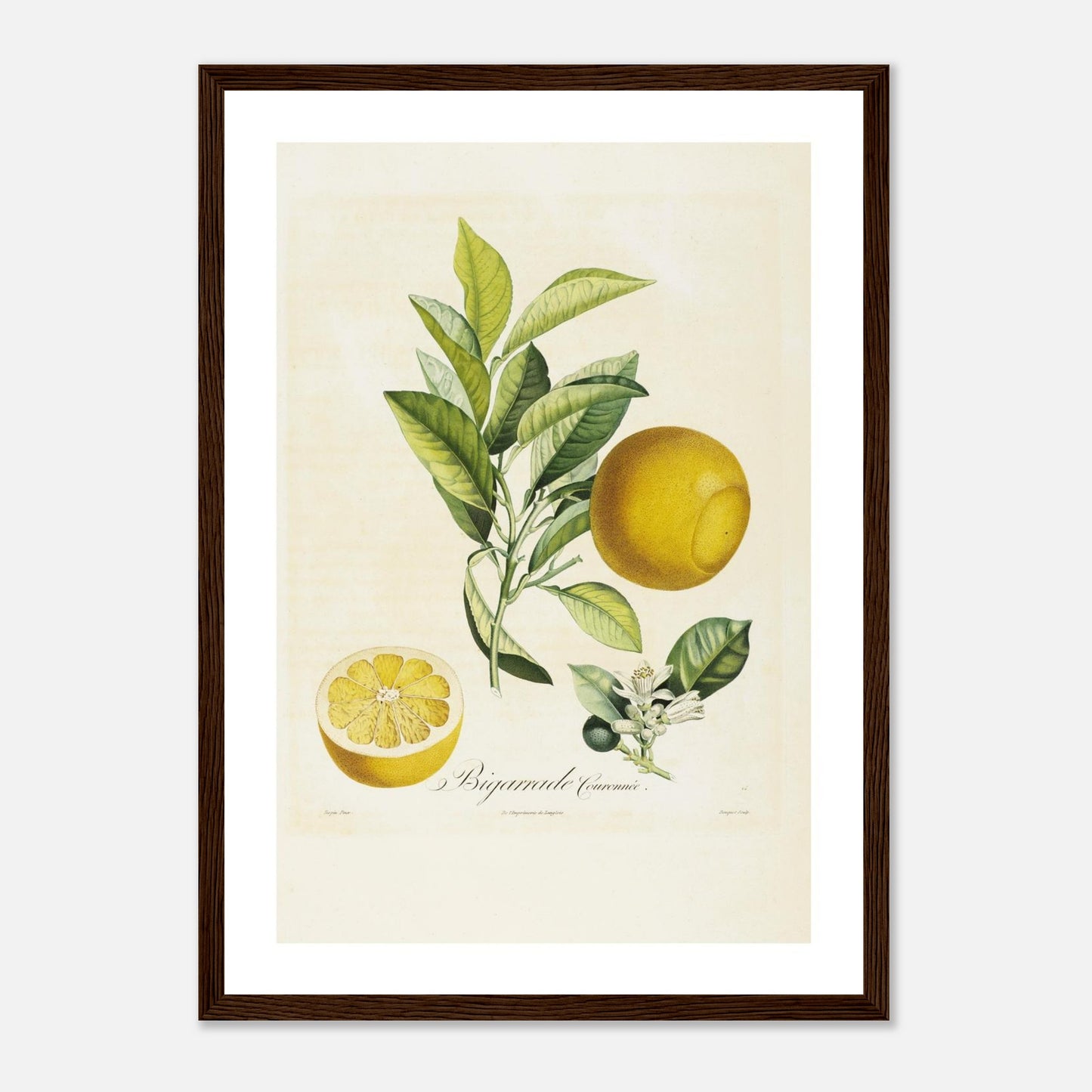 Affiche botanique Orange Bigarrade Couronnée A3 cadre bois foncé