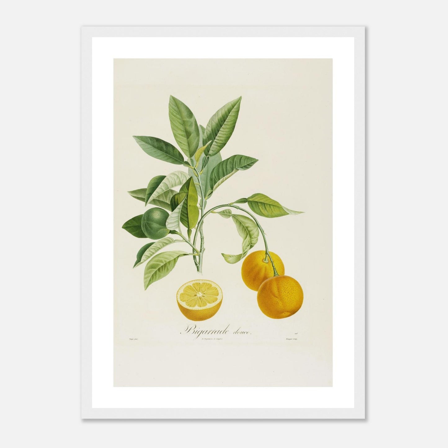 Affiche botanique Orange Bigarrade Douce A3 cadre bois blanc