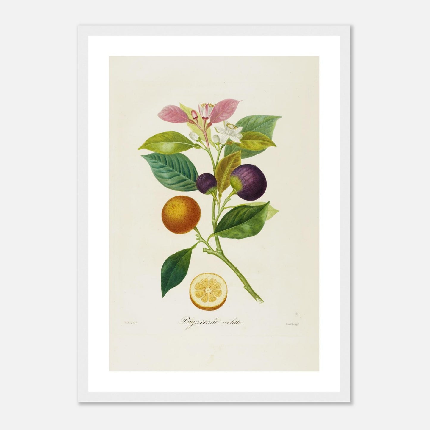 Affiche botanique Orange Bigarrade Violette A3 cadre bois blanc
