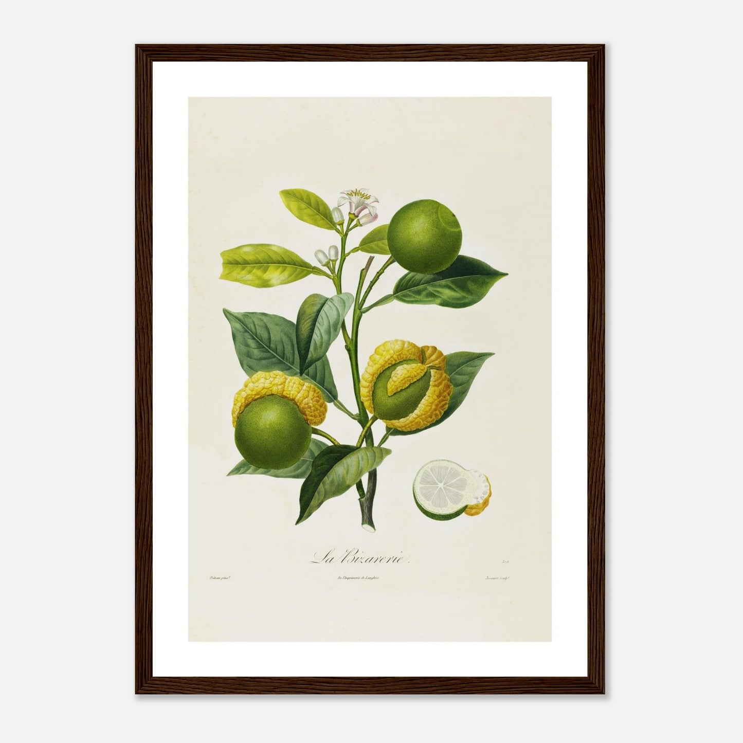 Affiche botanique Orange La Bizarrerie A3 cadre bois foncé