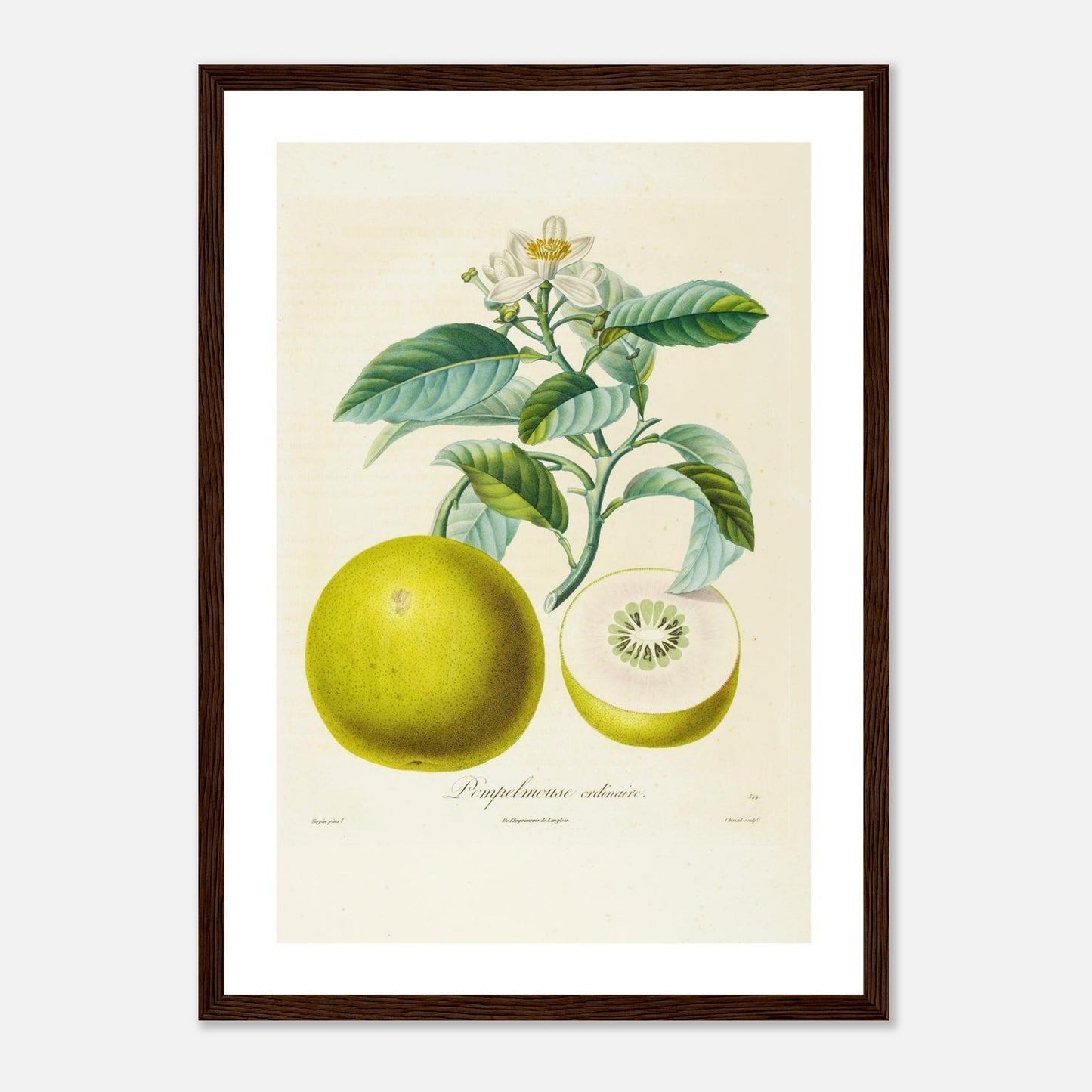 Affiche botanique Pamplemousse ordinaire A3 cadre bois foncé