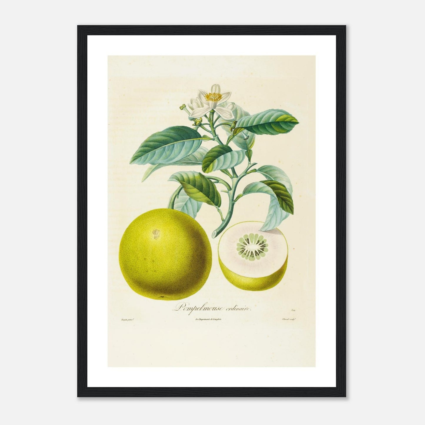 Affiche botanique Pamplemousse ordinaire A3 cadre bois noir