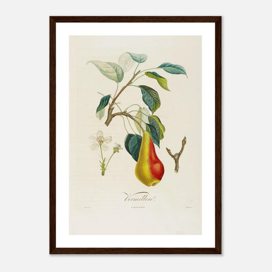Affiche botanique Poire Vermillon A3 cadre bois foncé