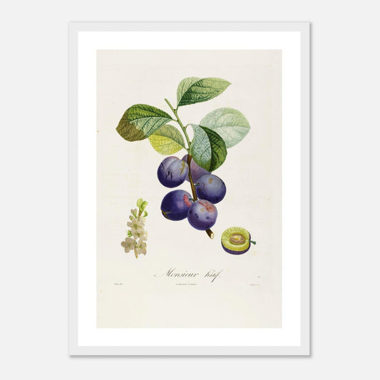 Affiche botanique Prune Monsieur Hâtif Affiche A3 cadre bois blanc