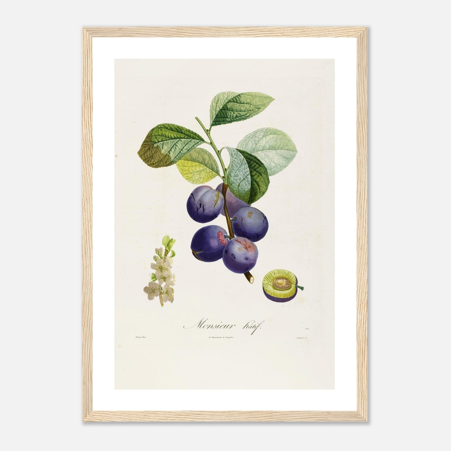 Affiche botanique Prune Monsieur Hâtif Affiche A3 cadre bois clair